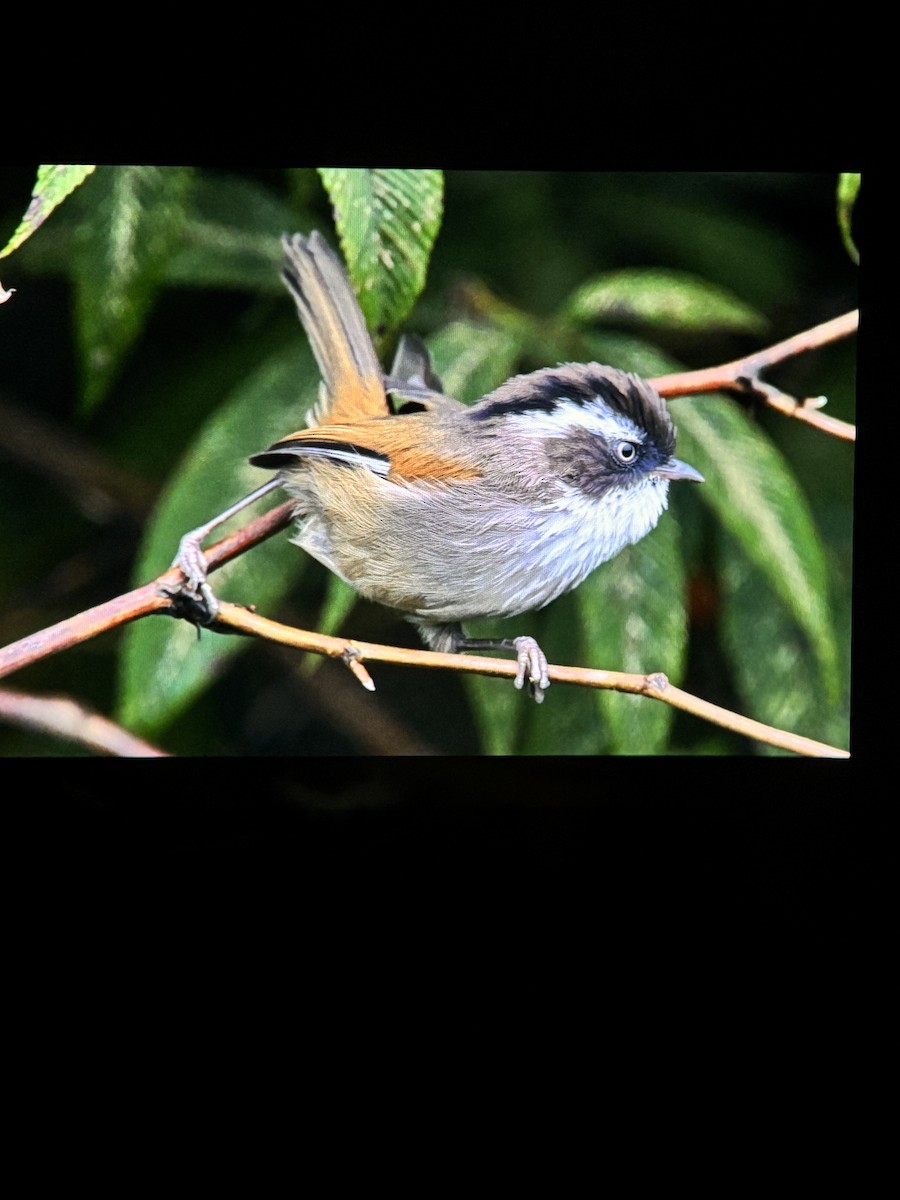 White-browed Fulvetta - ML643080493