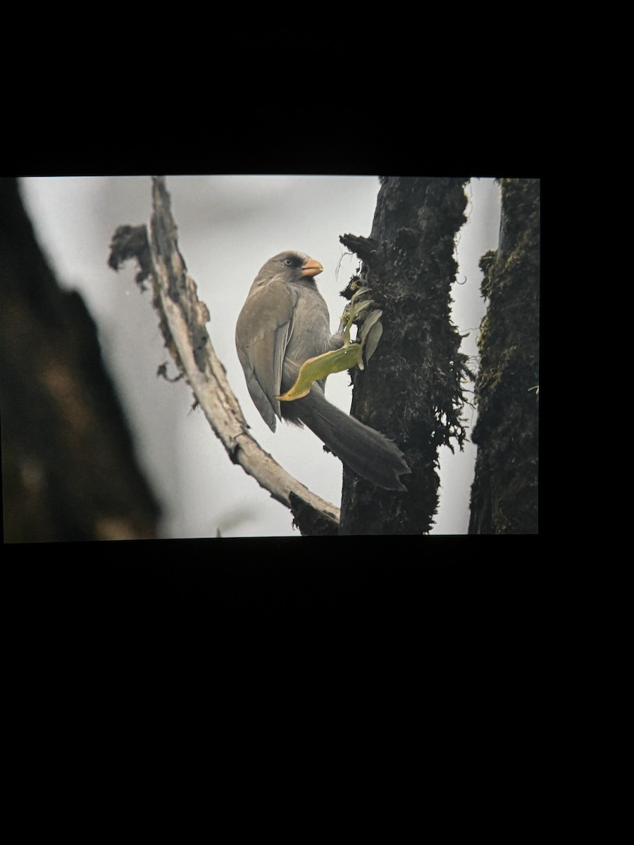 Büyük Papağangaga - ML643080496