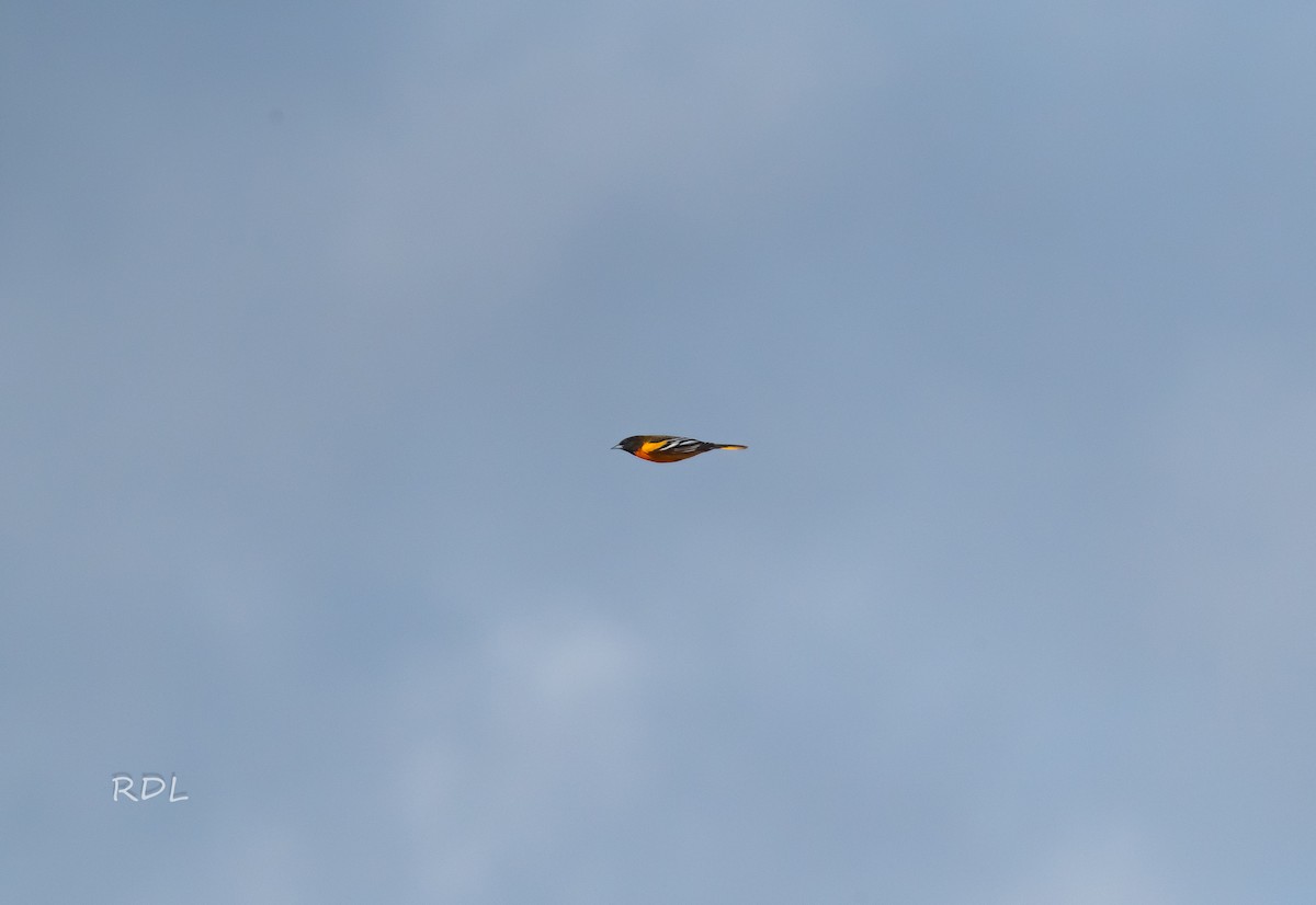 Baltimore Oriole - ML643080499