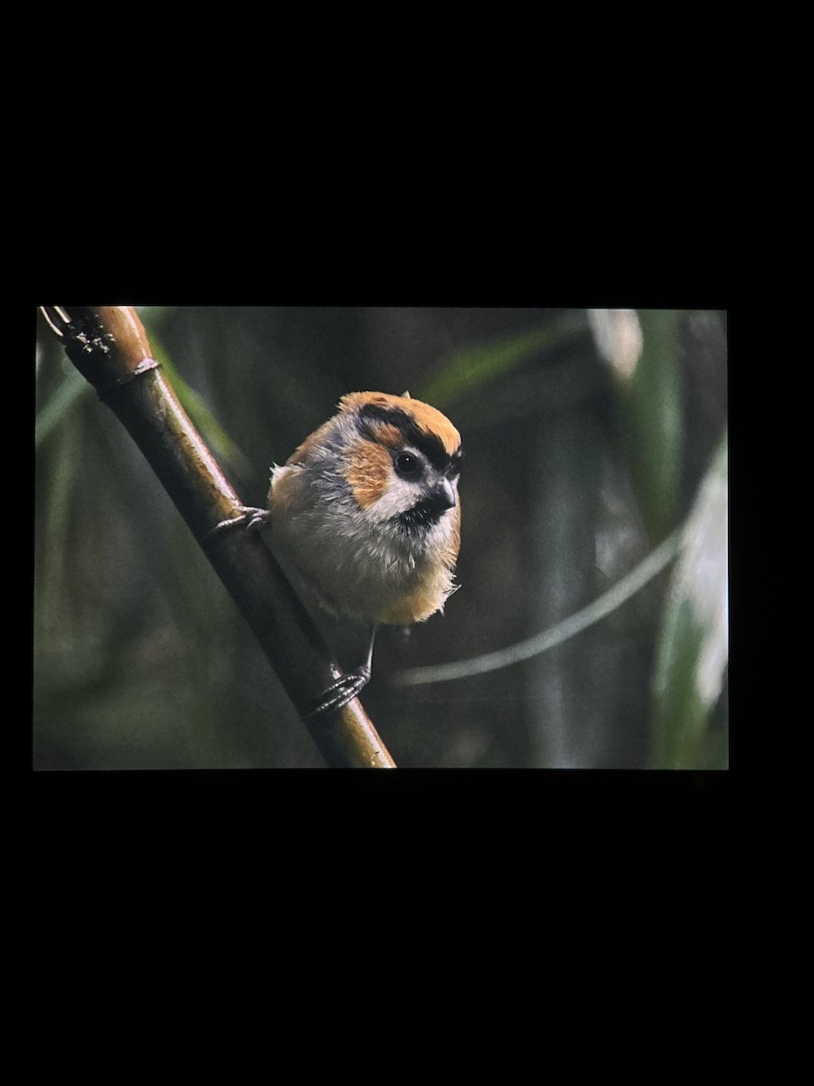 Black-throated Parrotbill - ML643080505