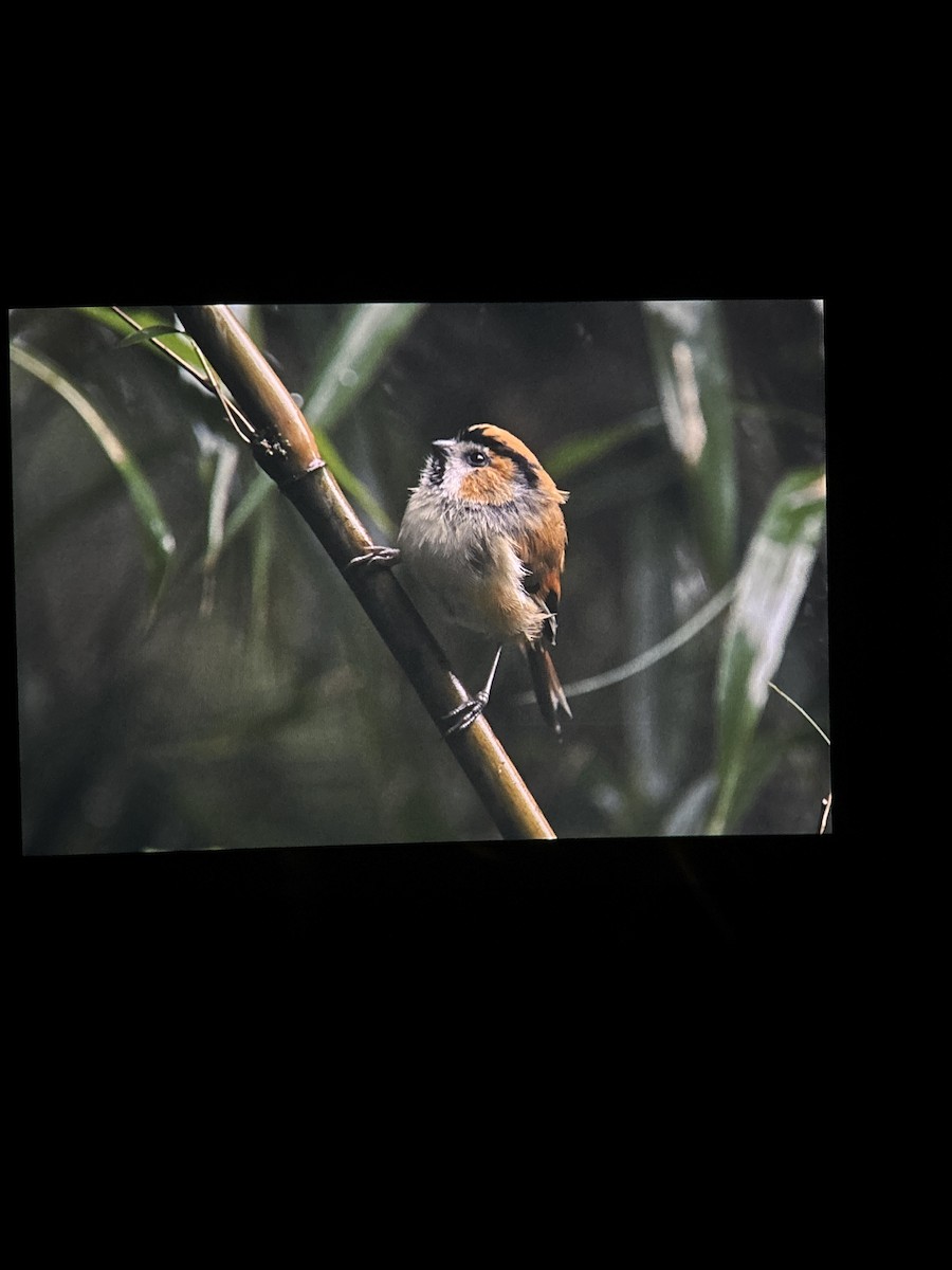 Black-throated Parrotbill - ML643080506