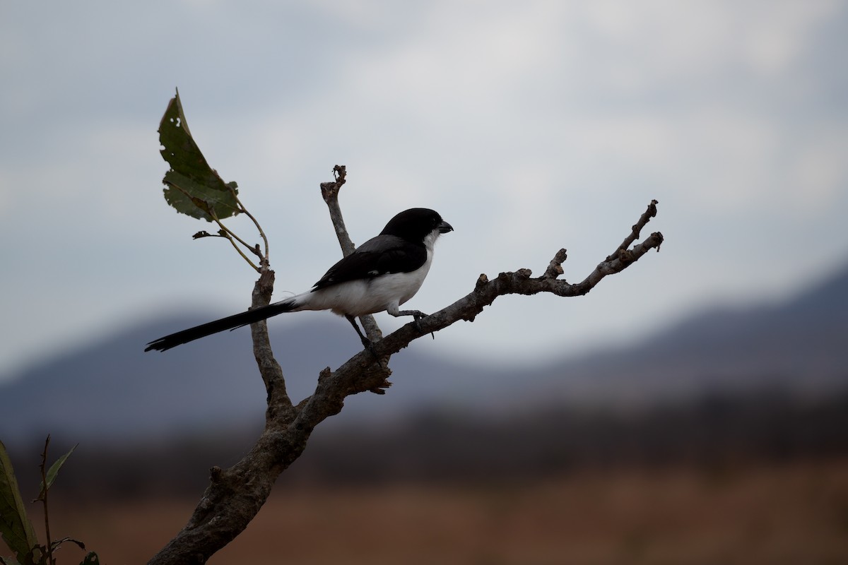 Long-tailed Fiscal - ML643080507
