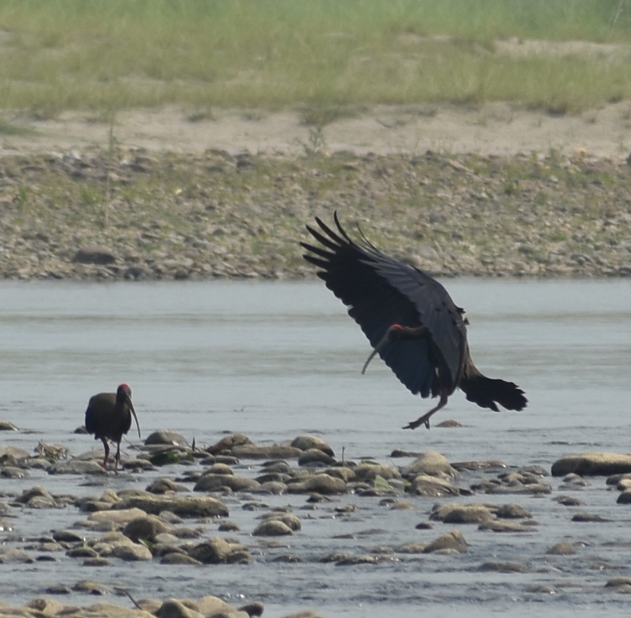 Red-naped Ibis - ML643080512