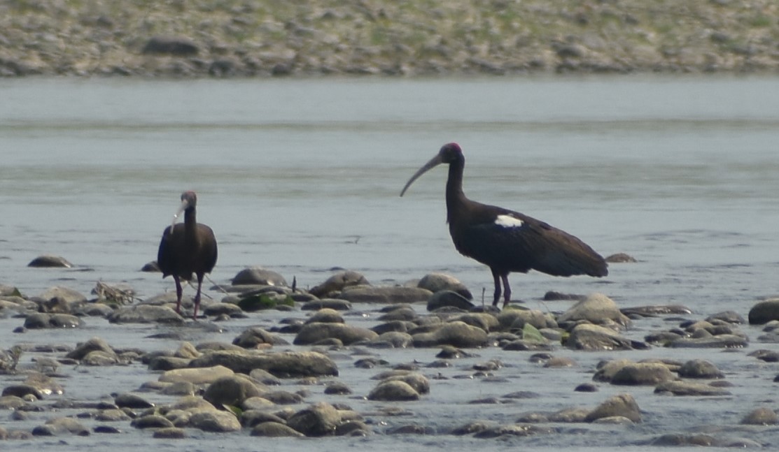 Red-naped Ibis - ML643080513