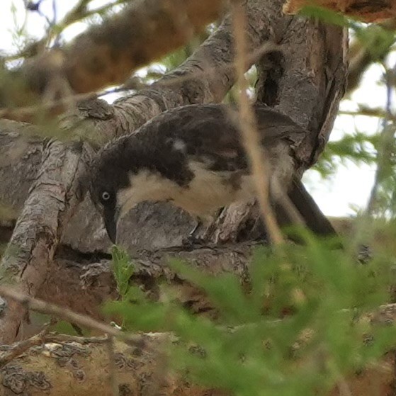 Northern Pied-Babbler - ML643080520