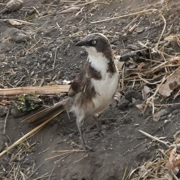 Northern Pied-Babbler - ML643080521