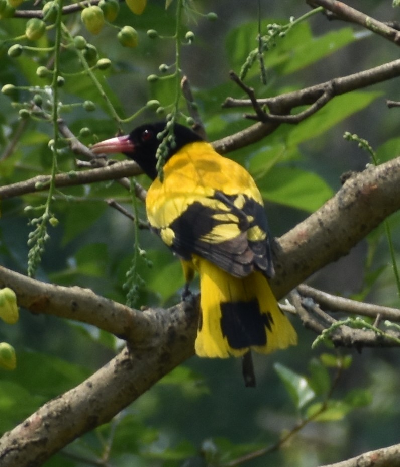 Black-hooded Oriole - ML643080547