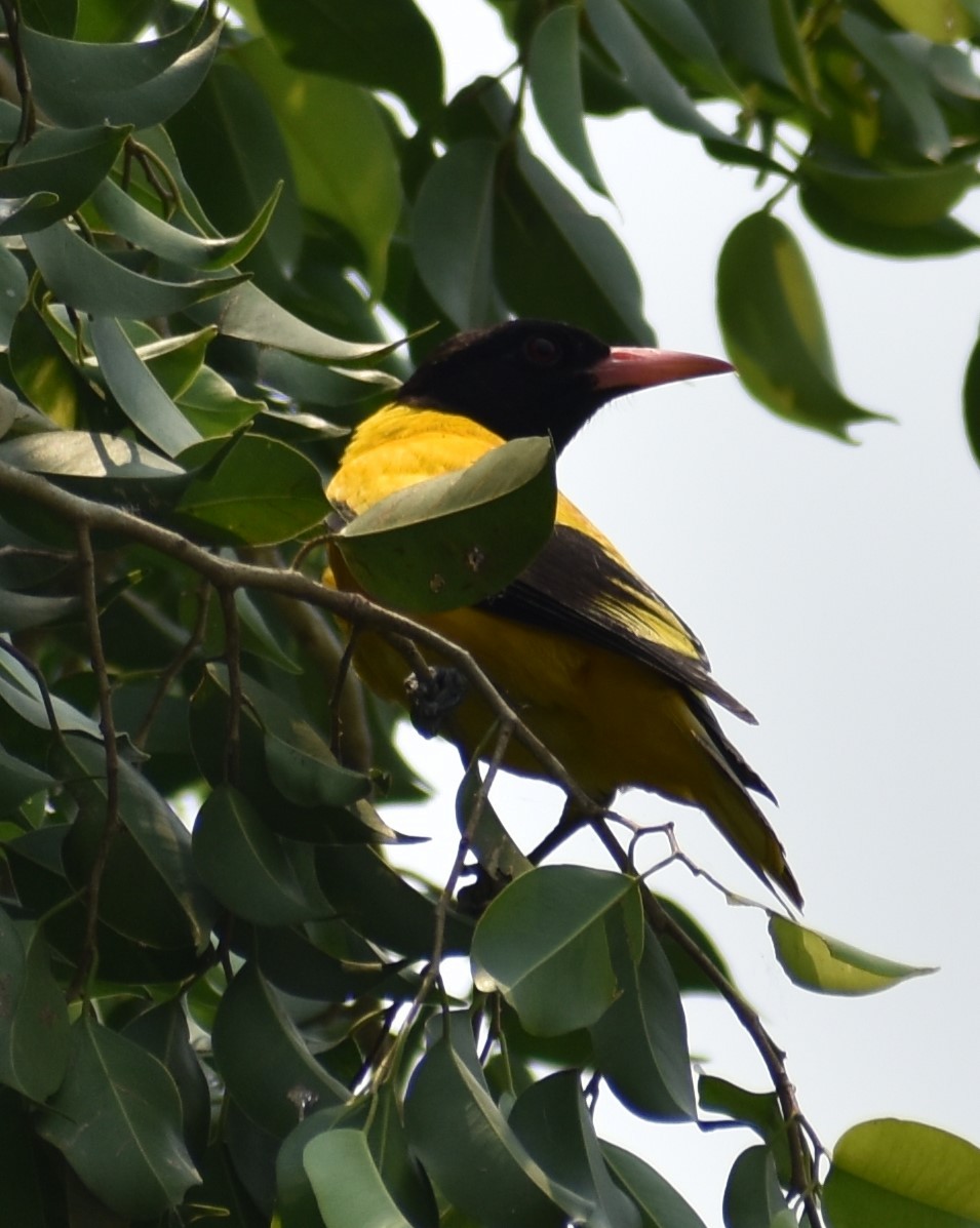 Black-hooded Oriole - ML643080548