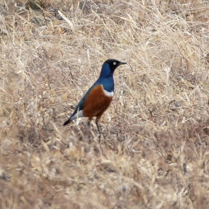 Superb Starling - ML643080549