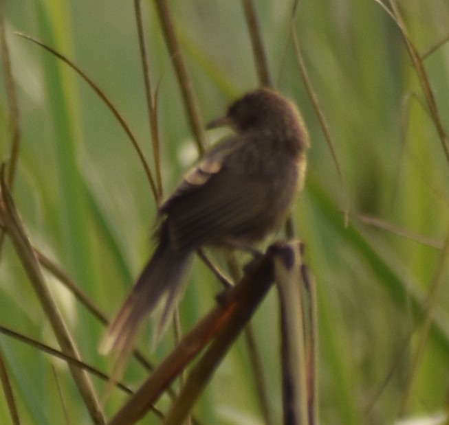 Striated Babbler - ML643080580