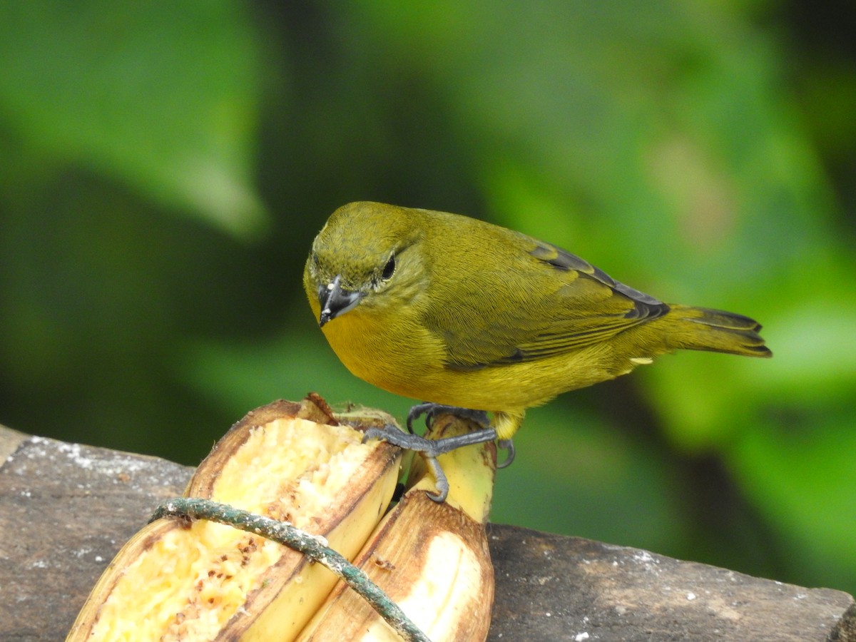 Ochre-breasted Tanager - ML643080588
