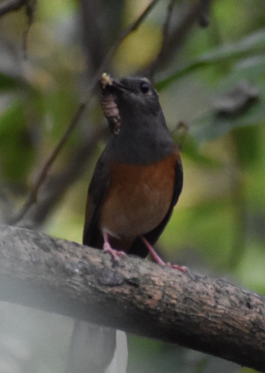White-rumped Shama - ML643080598