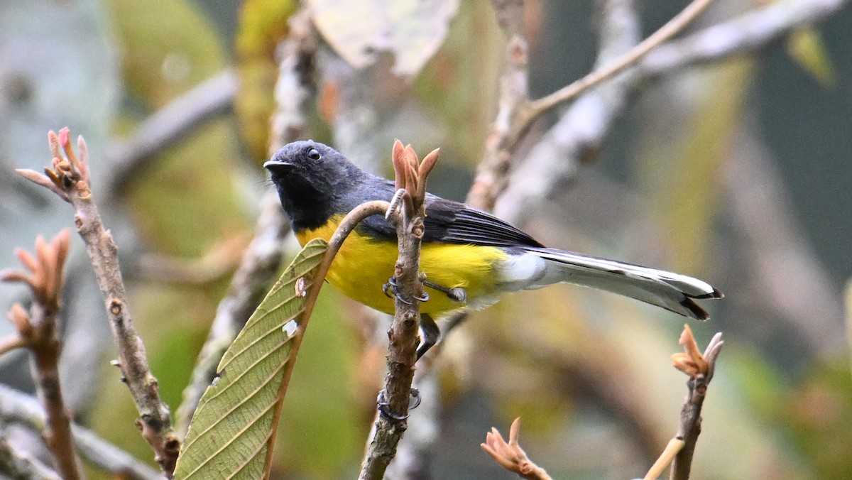 Slate-throated Redstart - ML643080607
