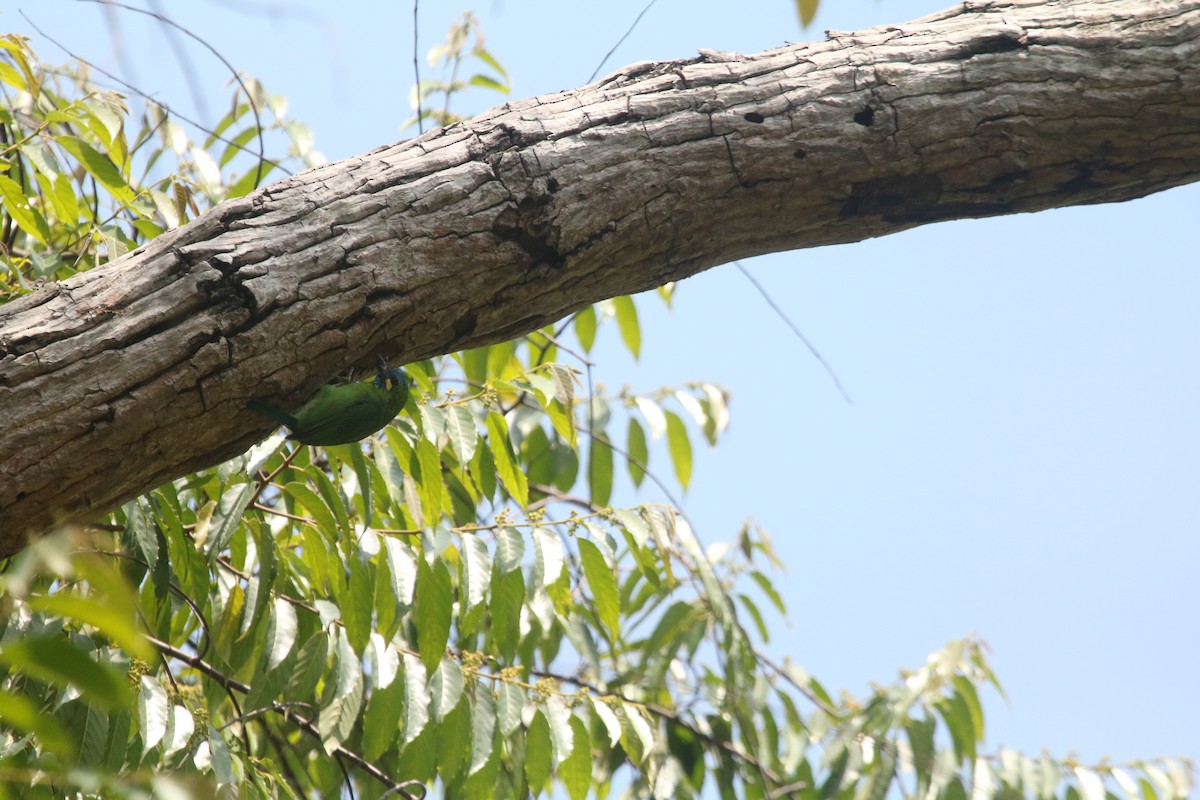 Yellow-eared Barbet - ML643080610