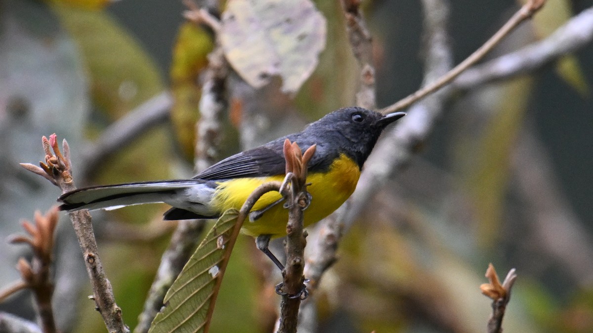 Slate-throated Redstart - ML643080620