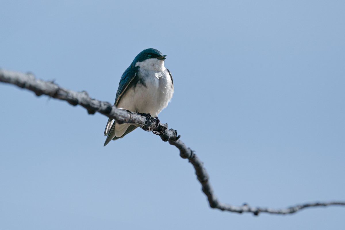 Hirondelle bicolore - ML643080627