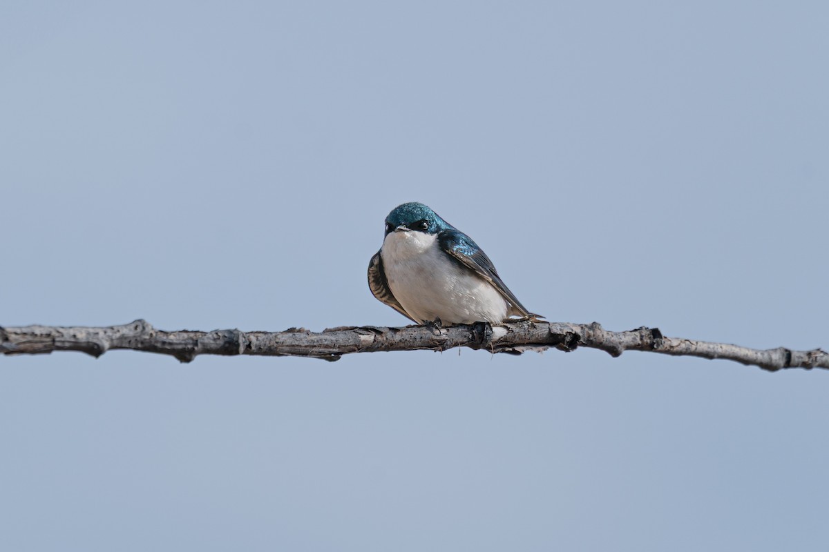 Hirondelle bicolore - ML643080629