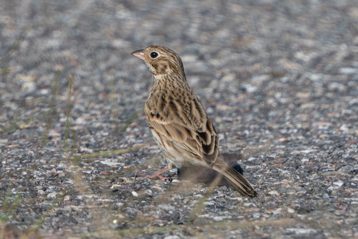 Vesper Sparrow - ML643080642