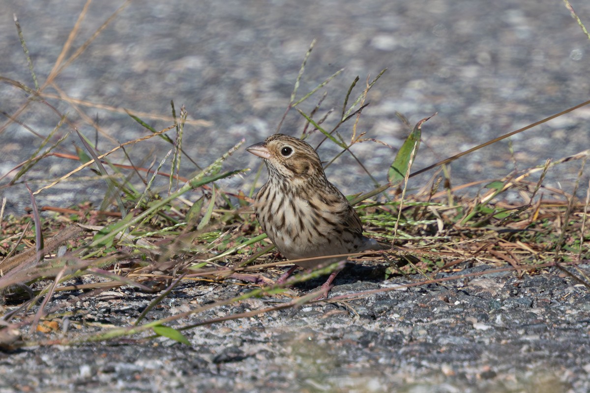 Vesper Sparrow - ML643080643