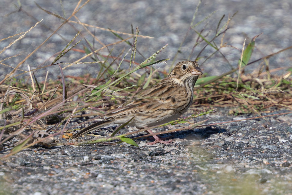 Vesper Sparrow - ML643080644