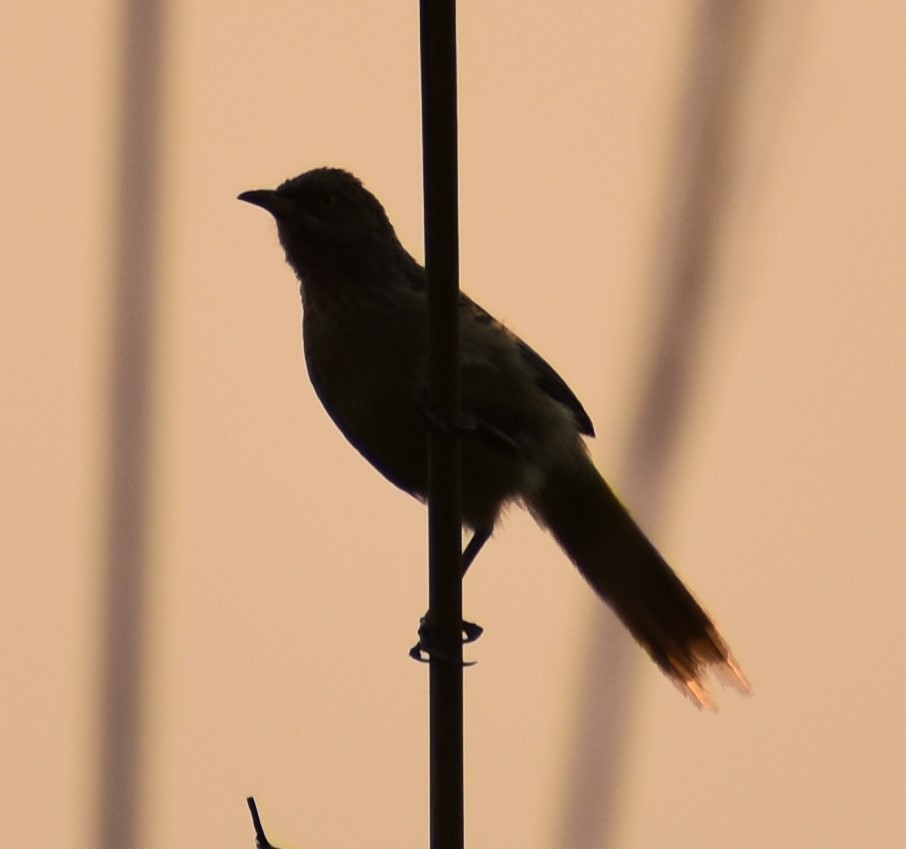 Striated Babbler - ML643080650