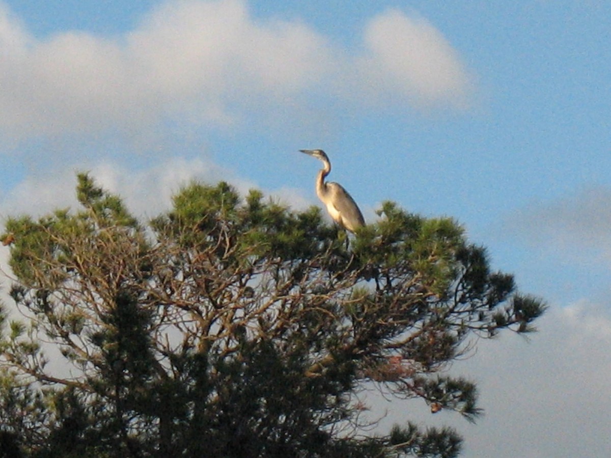 Black-headed Heron - ML643080651