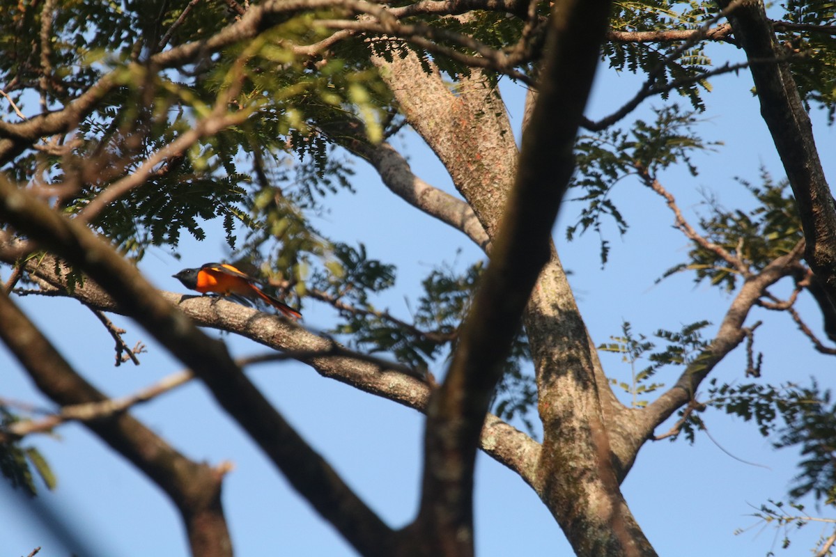Scarlet Minivet - ML643080652