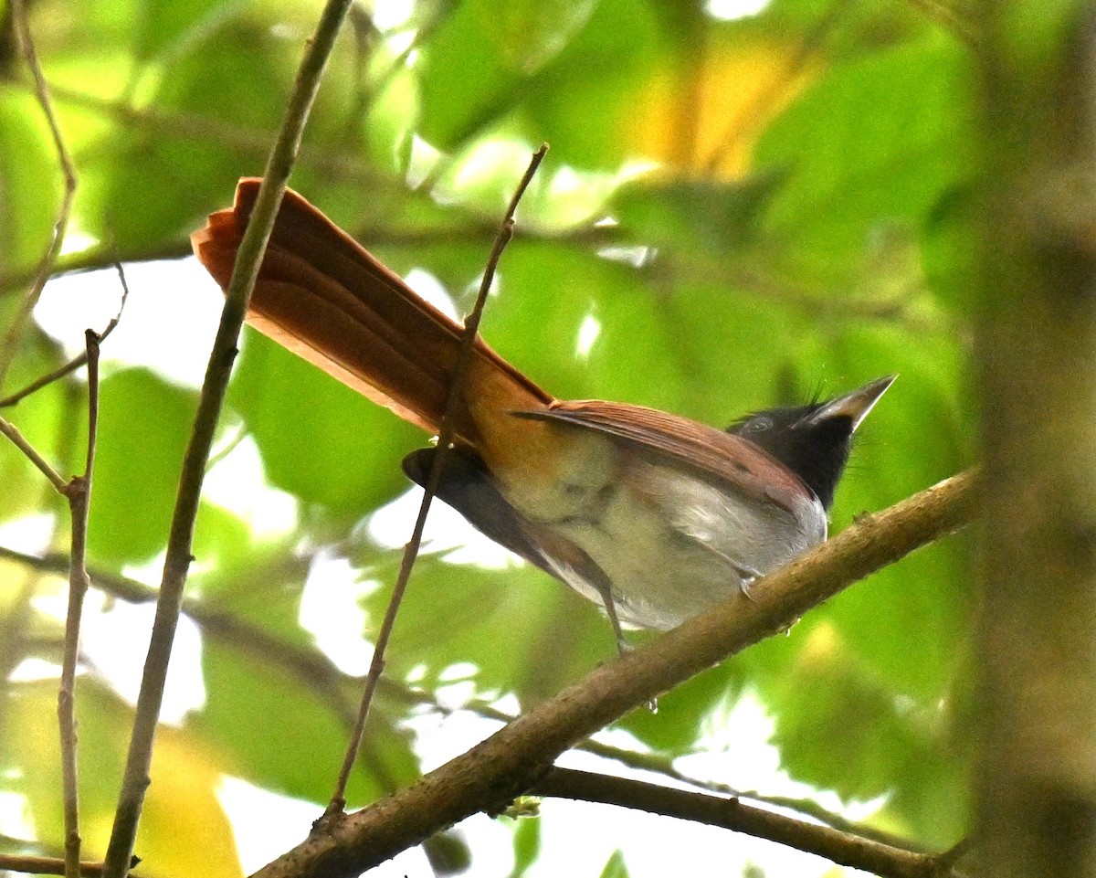 Amur Paradise-Flycatcher - ML643080659