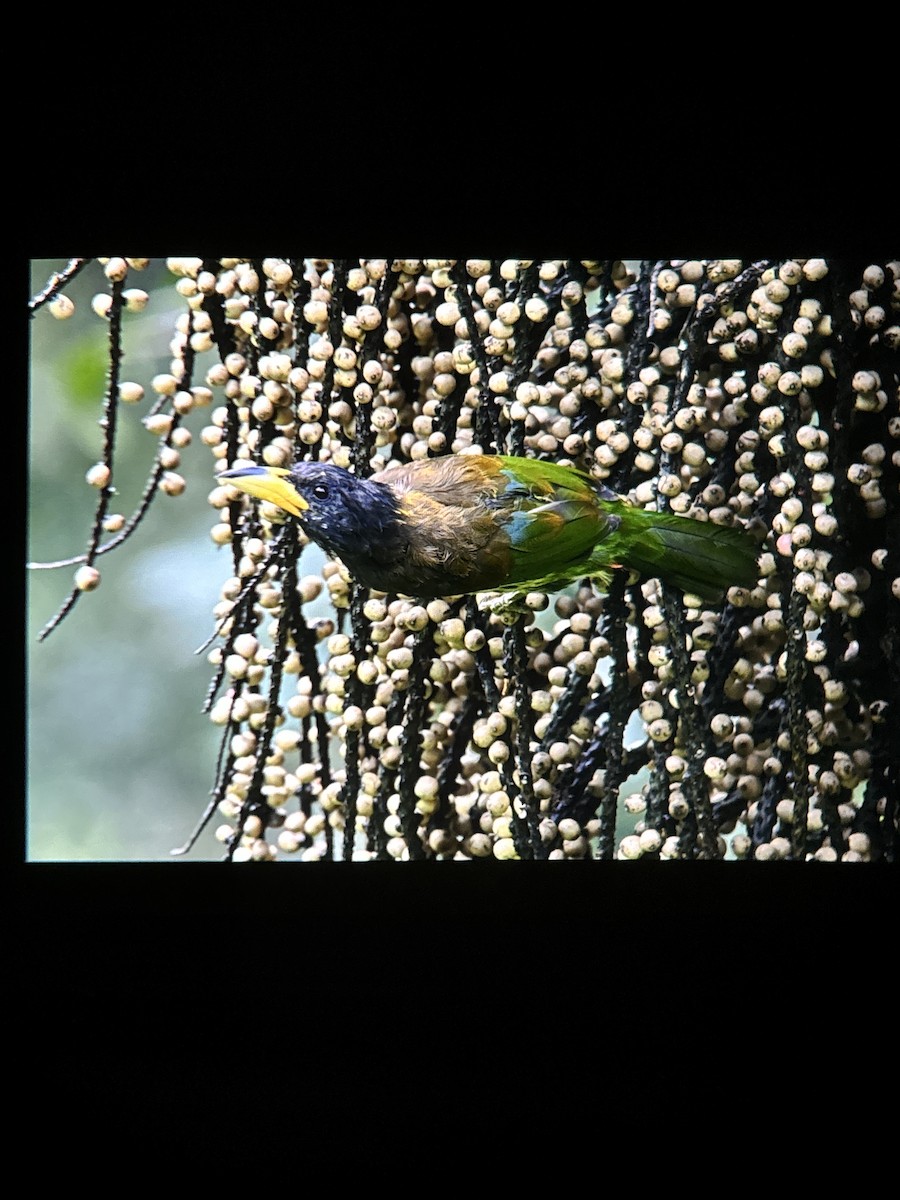 Great Barbet - ML643080663