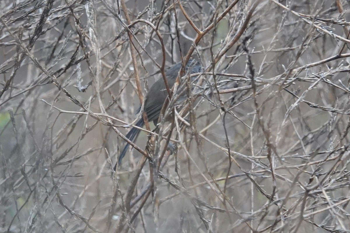 Wrentit - ML643080678