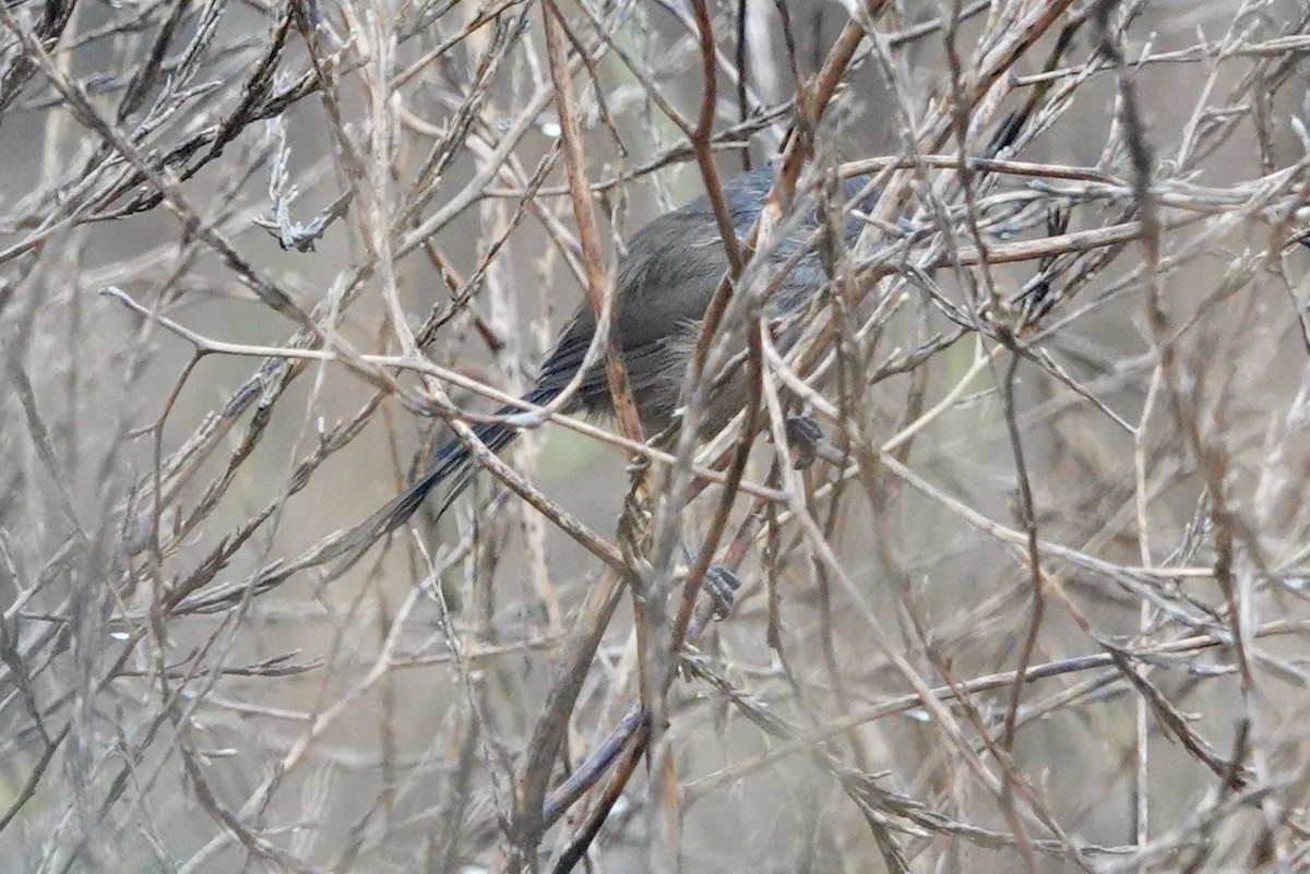 Wrentit - ML643080679