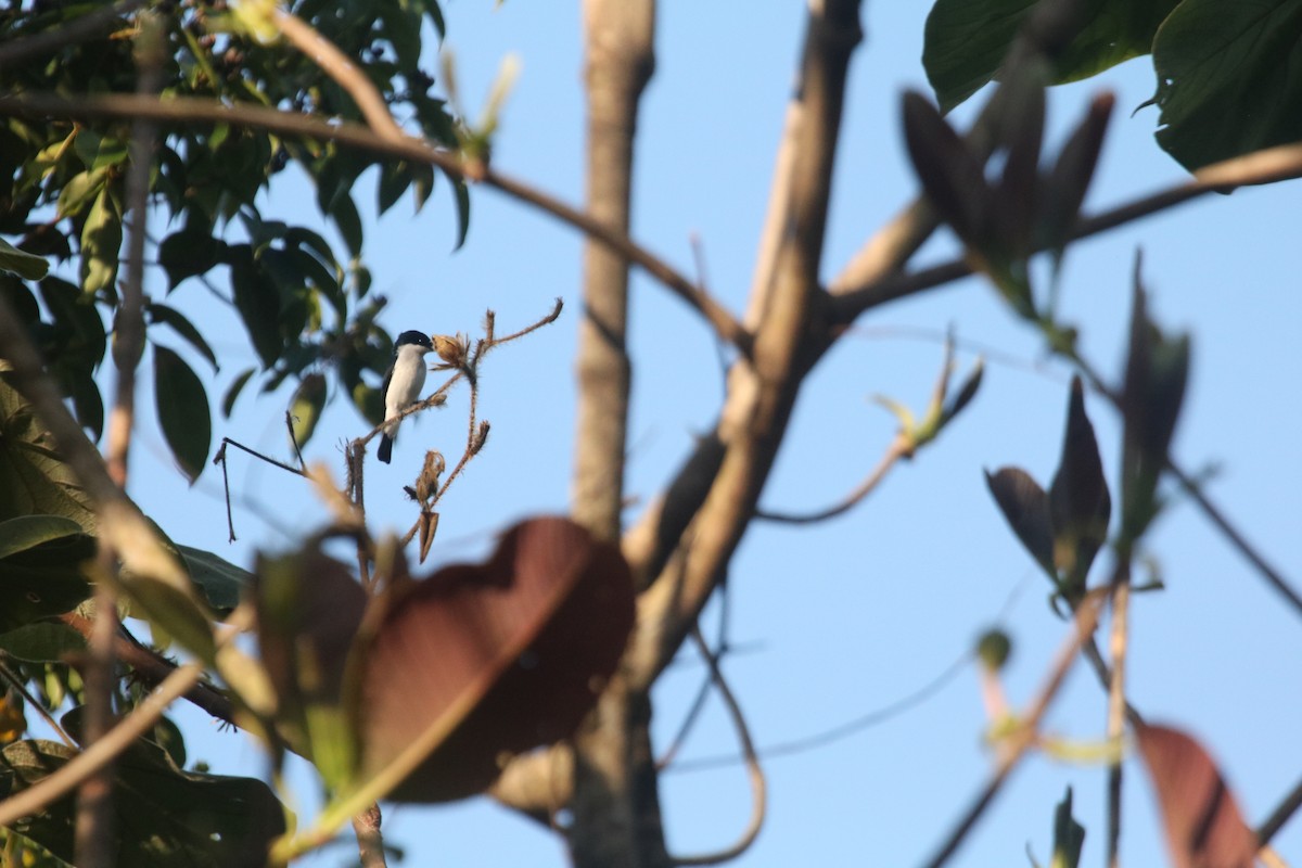 Black-winged Flycatcher-shrike - ML643080694