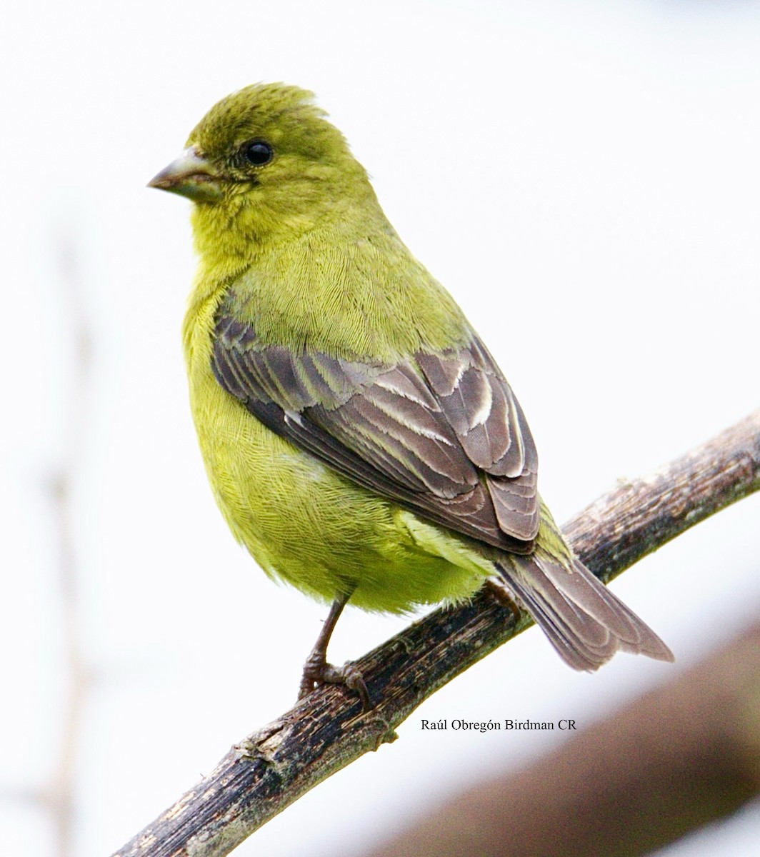 Jilguero Ventriamarillo - ML643080697