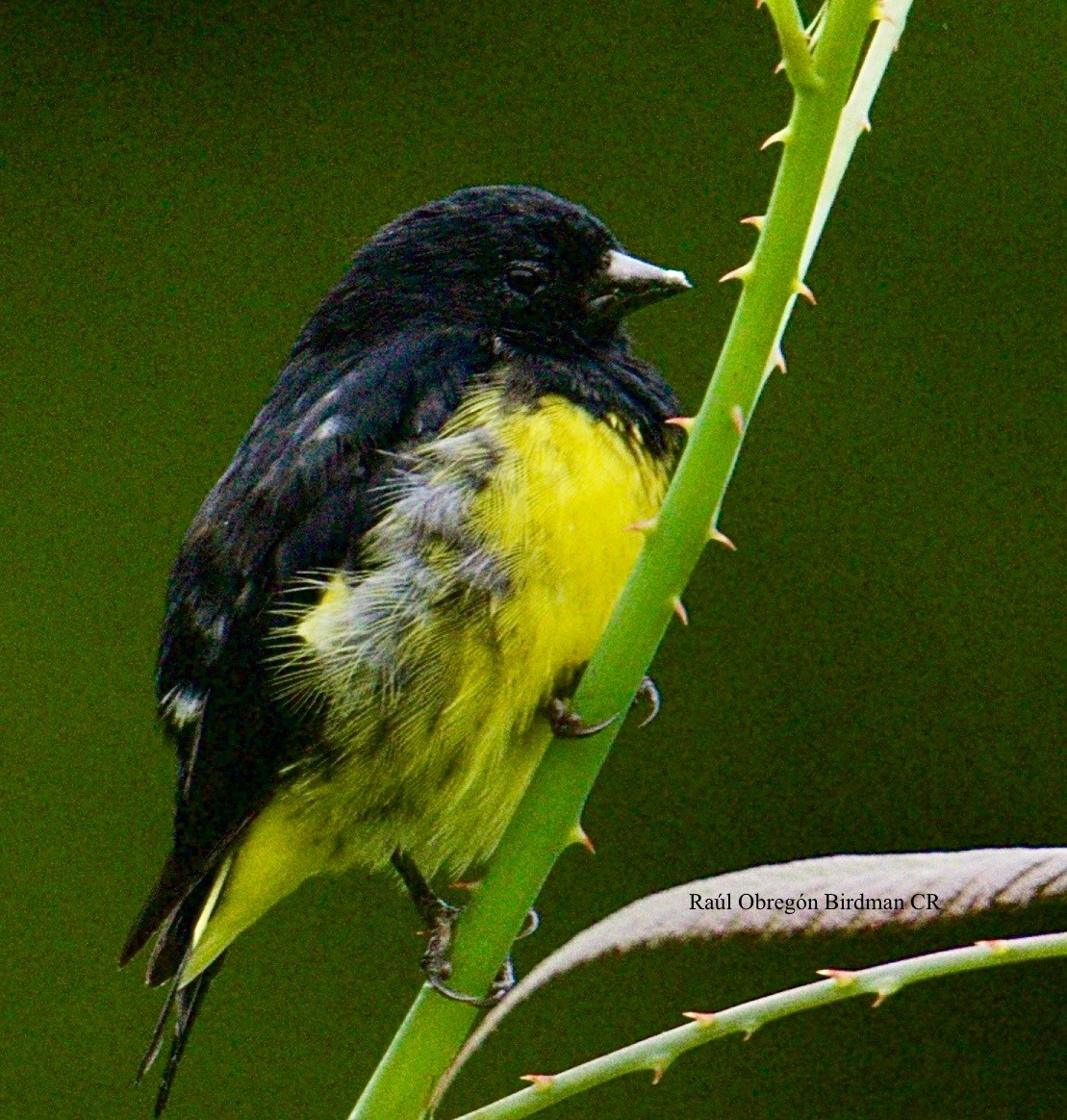 Jilguero Ventriamarillo - ML643080698