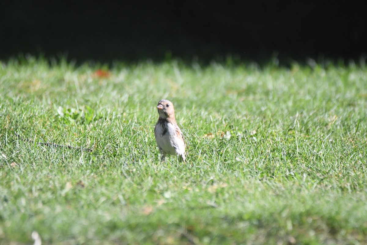 Harris's Sparrow - ML643080705