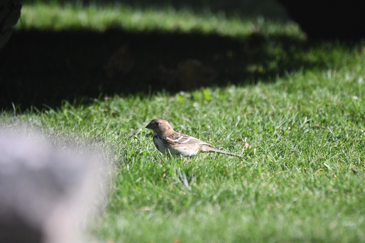 Harris's Sparrow - ML643080711