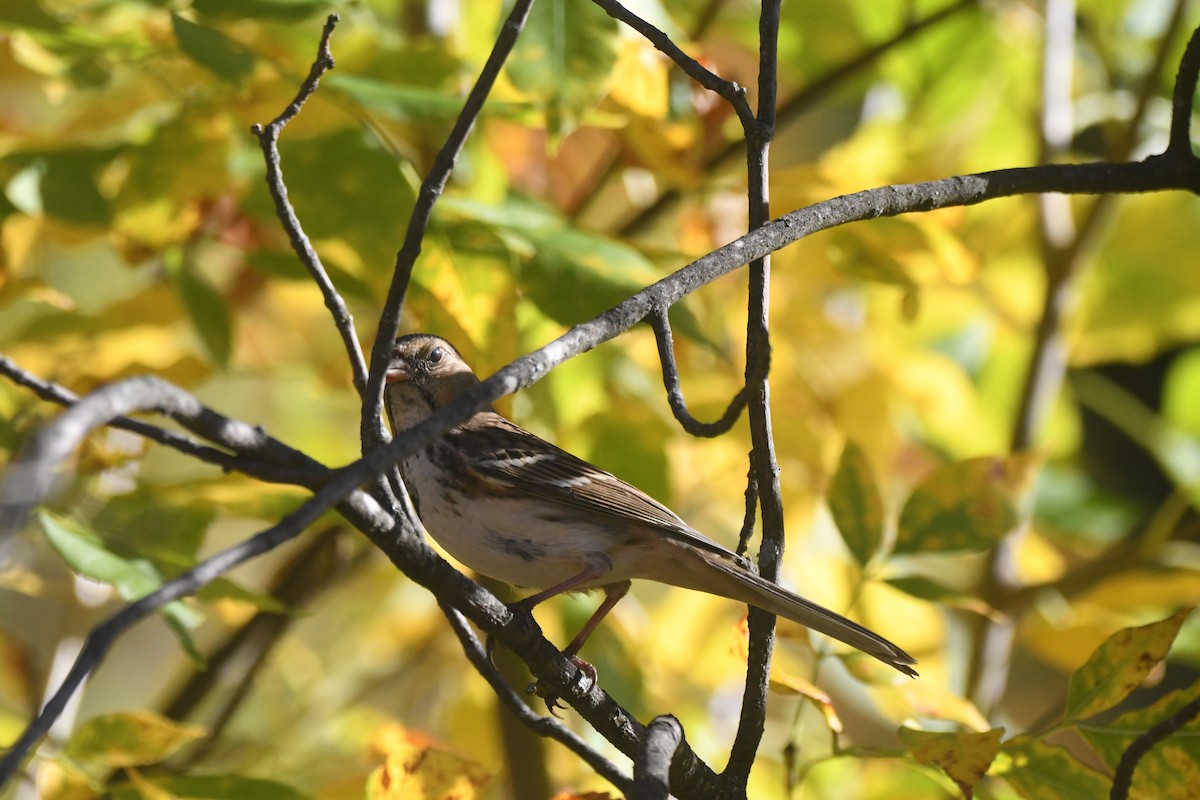 Harris's Sparrow - ML643080715