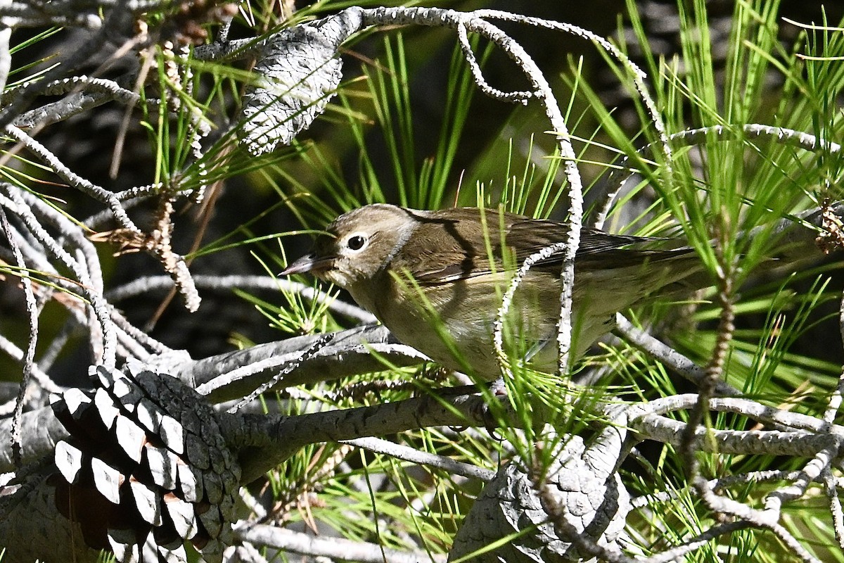 Garden Warbler - ML643080717