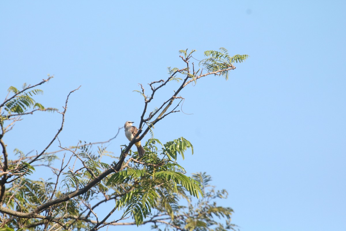 Yellow-vented Bulbul - ML643080718