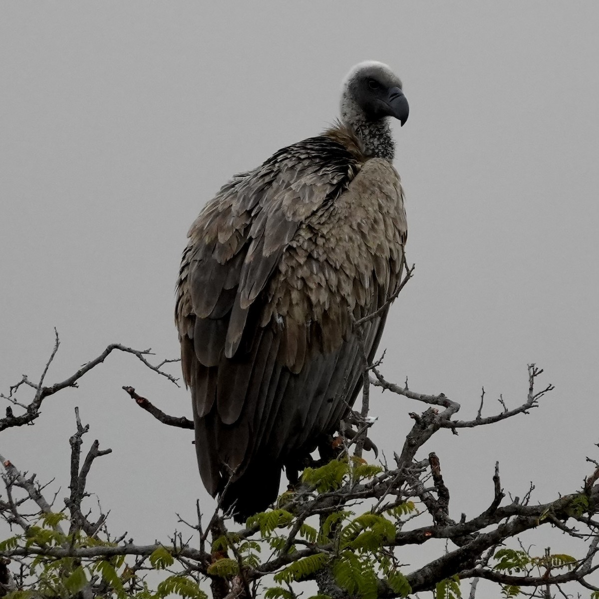 White-backed Vulture - ML643080735