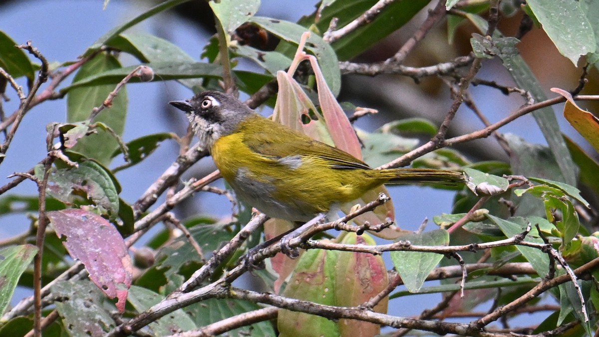 Common Chlorospingus - ML643080737