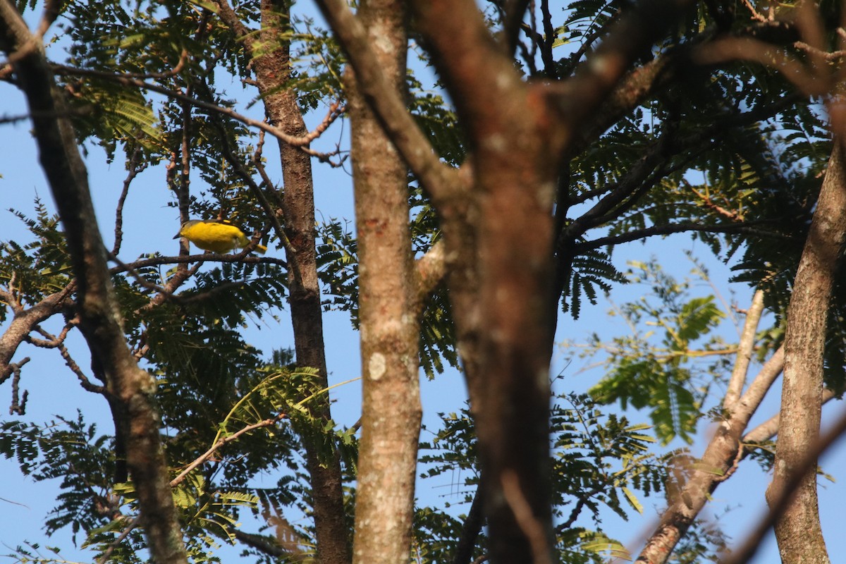 Scarlet Minivet - ML643080743