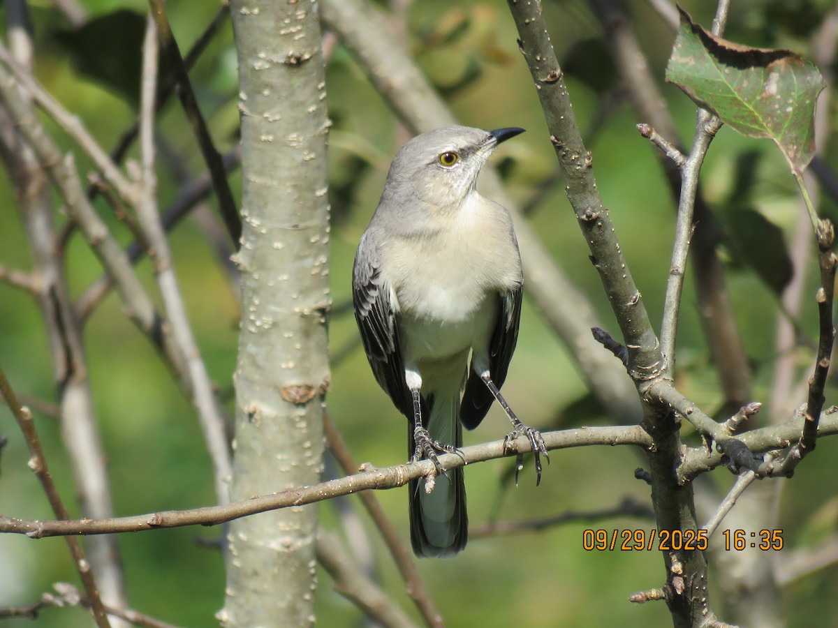 Northern Mockingbird - ML643080745