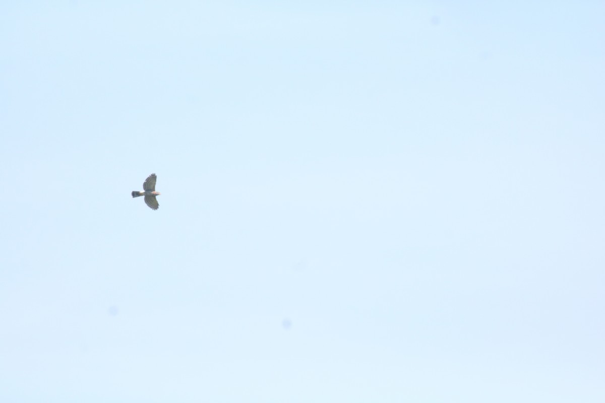 Crested Goshawk - ML643080767