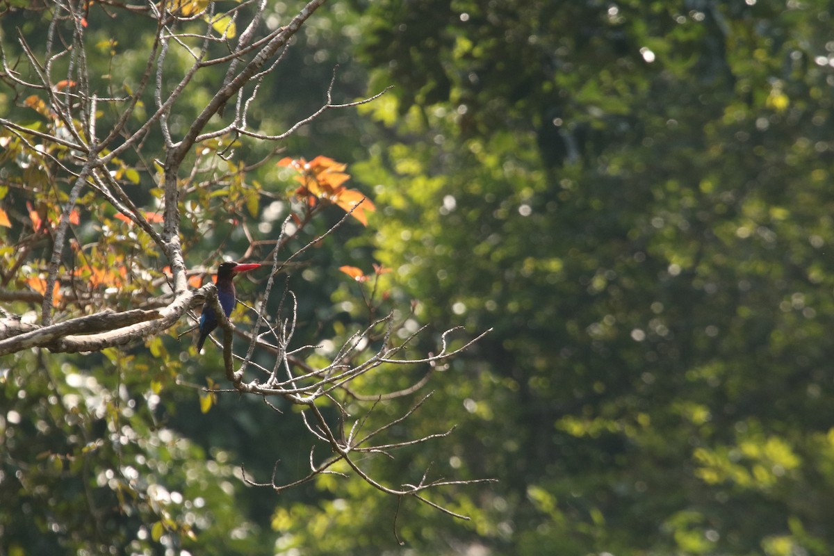 Javan Kingfisher - ML643080774