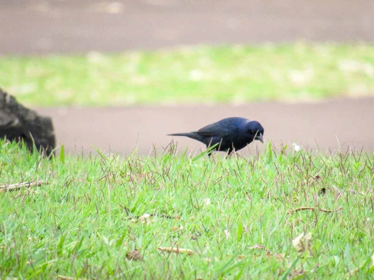 Shiny Cowbird - ML643080777