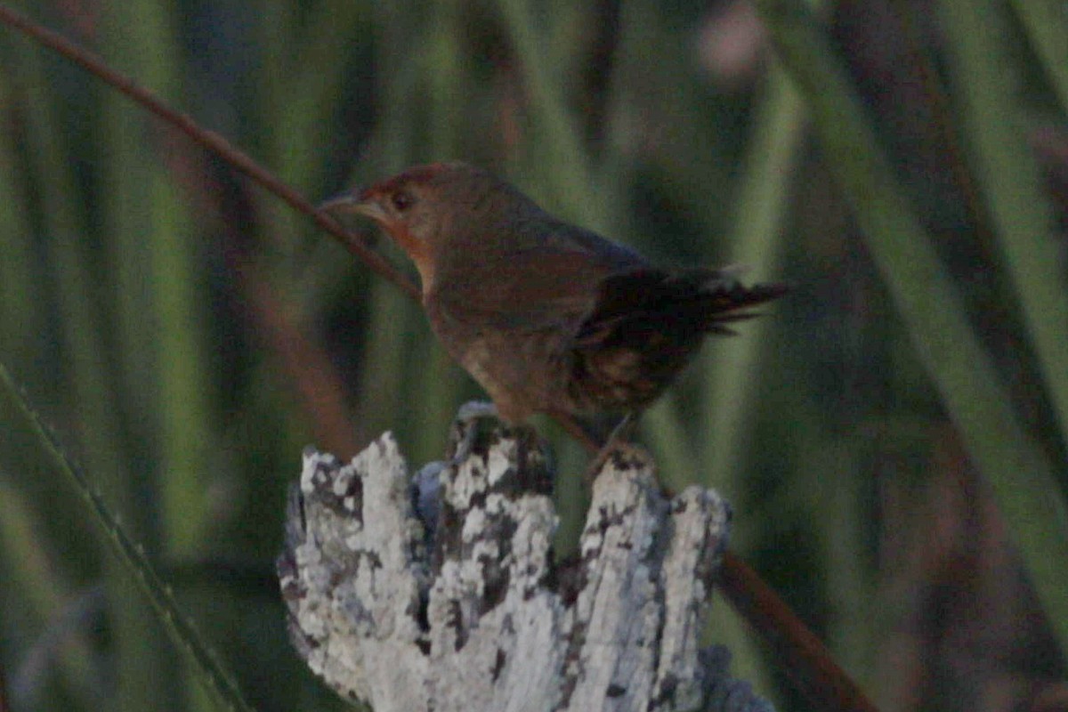 Orange-breasted Thornbird - ML643080802