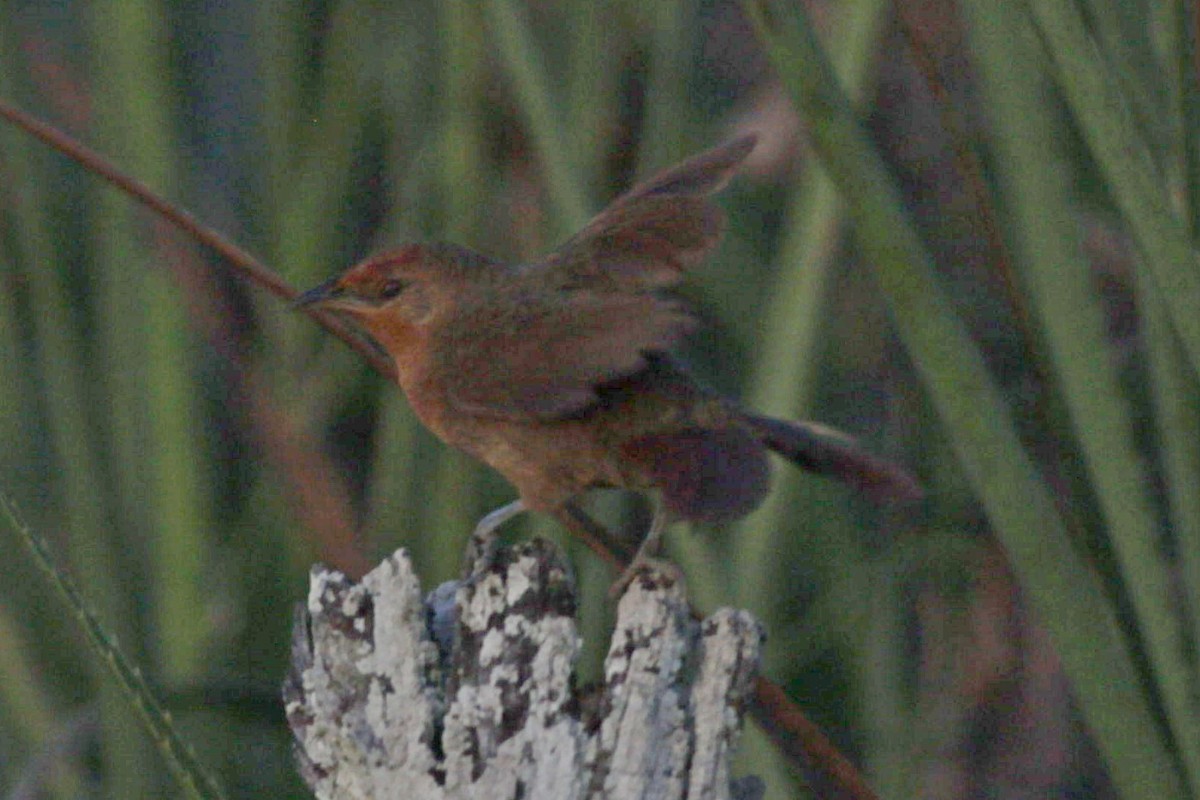 Orange-breasted Thornbird - ML643080803