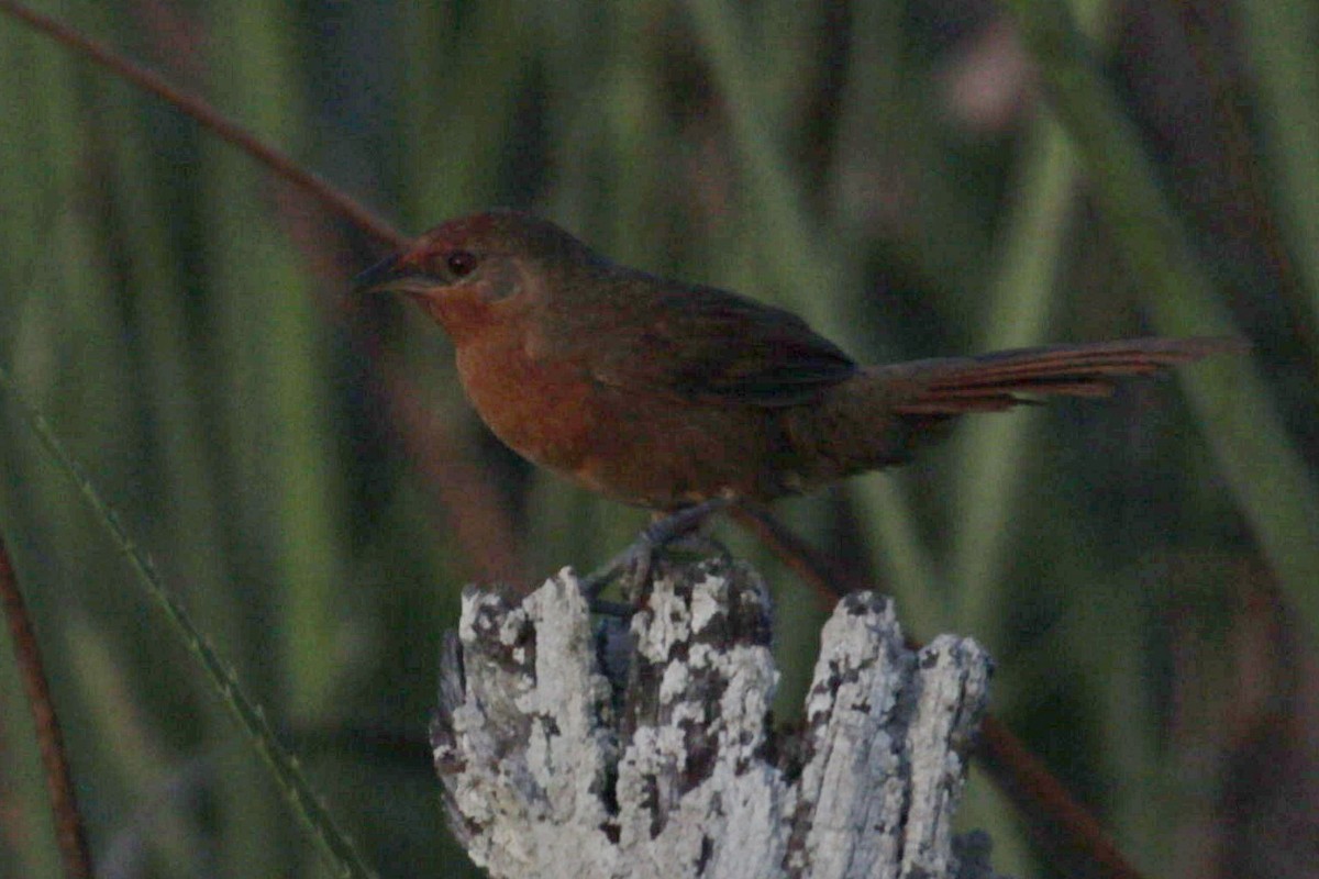Orange-breasted Thornbird - ML643080804