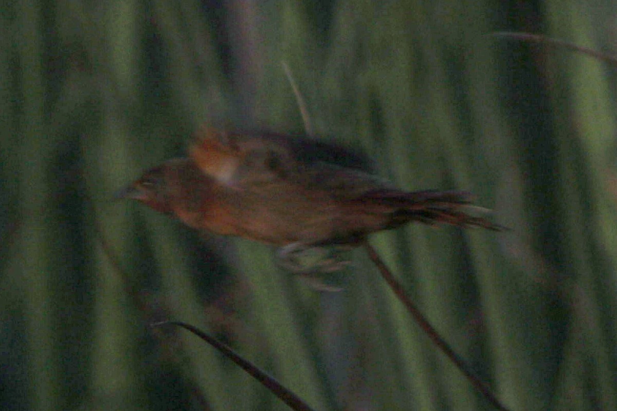 Orange-breasted Thornbird - ML643080805